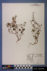 Phacelia glechomifolia image